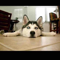 wuzewu's profile picture