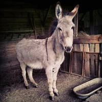 Guillaume Cayeux's profile picture