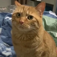 Ting Liu's profile picture