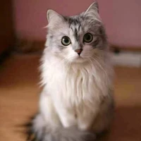 cuicheng's profile picture