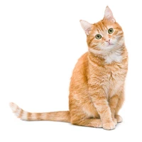 okiff's profile picture