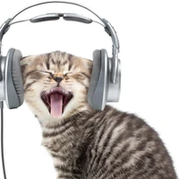 Ke Xu's profile picture