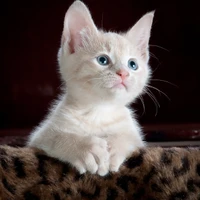 Jinyan Su's profile picture